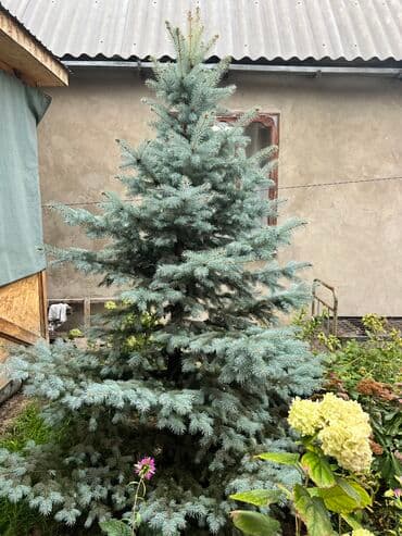 Голубая ель срочно