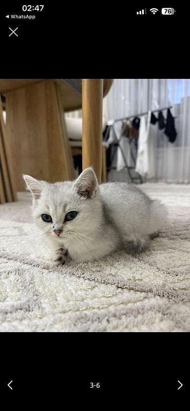 ат башы там: Шотландский шиншилловый котёнок - Плюшёвая серебристая шубка с — 5