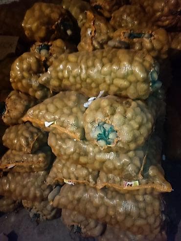 растущий стул бишкек: Картошка Оптом — 3