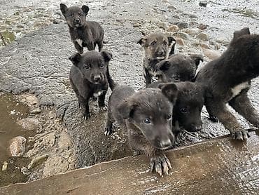 куплю щенков немецкой овчарки: Щенки смешанные немецкого овчарки и хаски - Помет из нескольких — 4