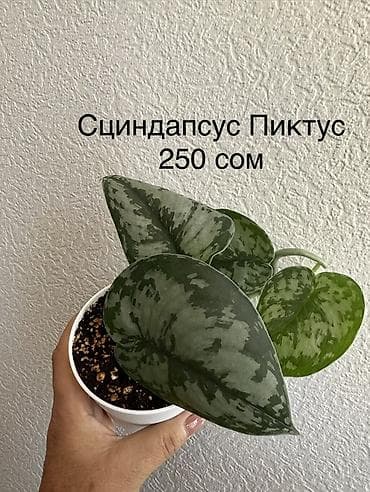 Каланхоэ: Укорененные черенки. 8мкр — 3