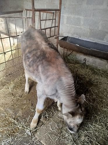 быки 1 5 года: Продаю | Бык (самец) | Швицкая | На откорм | Искусственник — 4