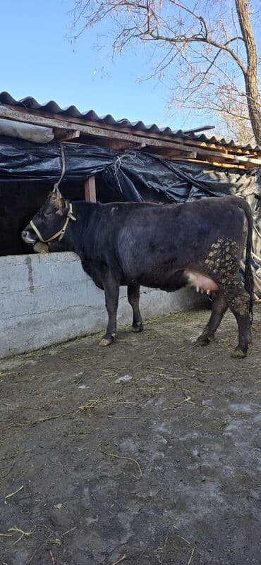 быки бычки: Продаю | Корова (самка) | Для молока | Привязанные — 2