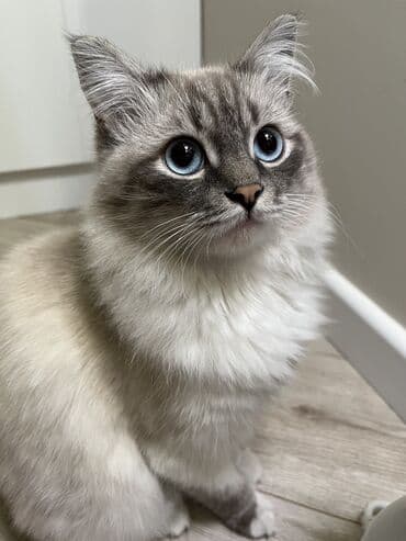 британская шоколадная кошка: Рэгдолл, 2 года, Мальчик, Приучена к лотку — 3