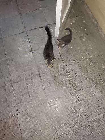 Мышыктар: Котята-полосатики - Порода: домашние короткошёрстные. - Окрас — 4