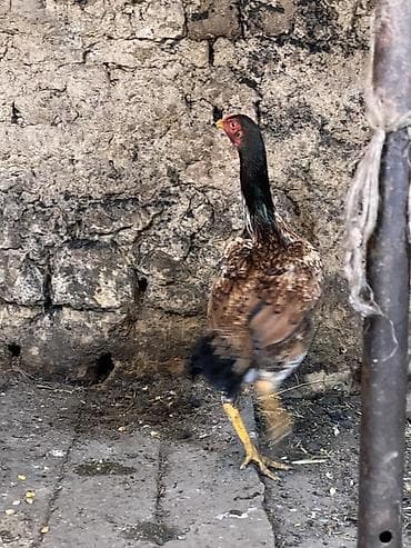 Вязка собак: Продаю | Петух | Бойцовая | Для разведения — 5