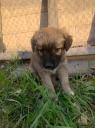 мальчик девочка: Собака даром: Дворняжка, 2 месяца, Самец, С прививкой — 2