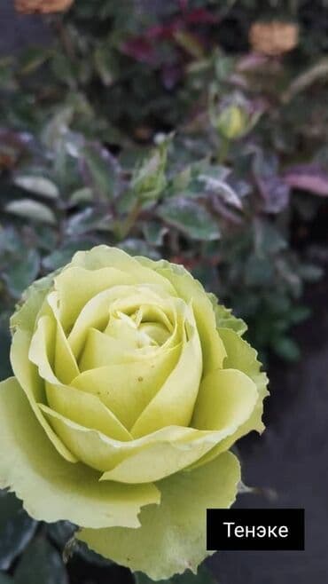 теплица цветы бишкек: Черенки цветка: Розы — 7