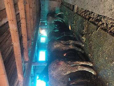 ящик сатылат: Сатам | Байтал | Жумушка — 5