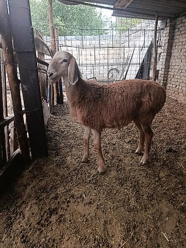 овец арашан: Продаю | Овца (самка) | Арашан | Для разведения | Матка — 6