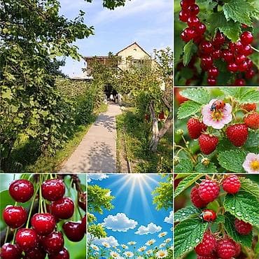 Продаю : участок - 8 соток 5 соток по красной книге 3 сотоки по at lalafo.kg Продаю : участок - 8 соток 5 соток по красной книге 3 сотоки по
