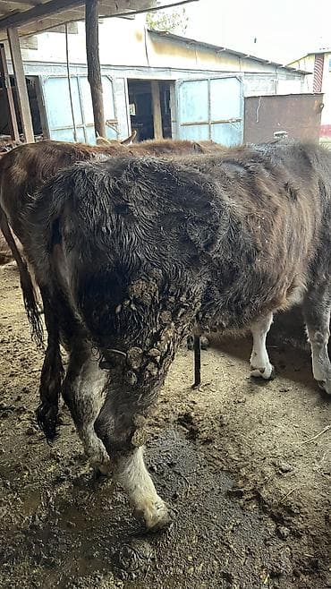 продаю корова: Продаю | Корова (самка) — 6