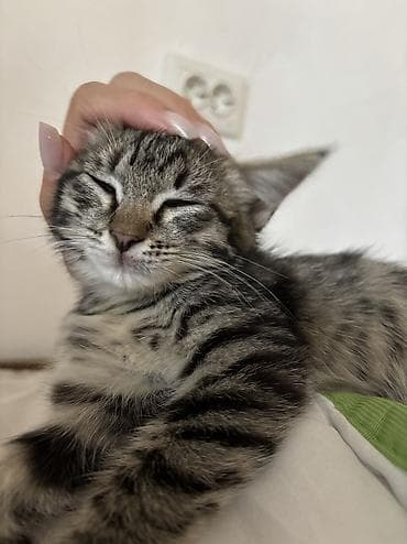 хочу котёнка: Кошка даром: Беспородная, 2 месяца, Девочка — 4