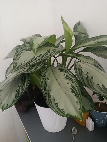 фикус большой: Агалонема (Aglaonema) в декоративном горшке. - Пышный куст с крупными — 1