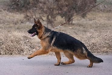 бельгийские овчарки малинуа: Питомник Temir Haus Kennel — помет немецкой овчарки от 08.03.2026 — 7