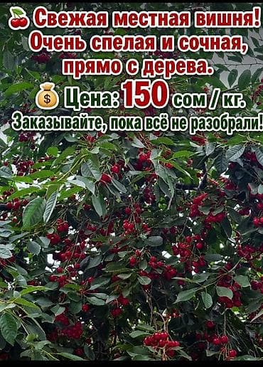 вишня куплю: Вишня В розницу, Самовывоз, Платная доставка — 1