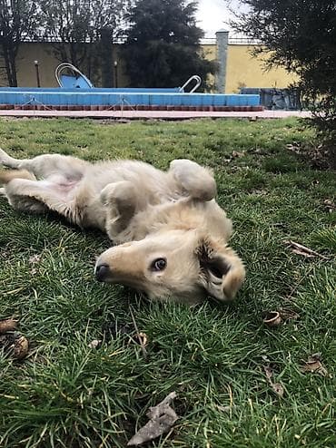 мопс собака: 6 месяцев, Самка — 7