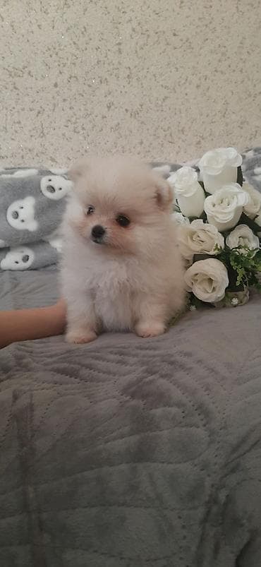 Шпиц, 1 месяц, Самец