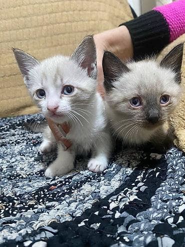 продаю сфинкса: В Продаже Породные котята окраса колор-пойнт (сиамоидного типа) — 3