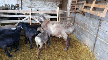 продажа щенков немецкой овчарки с документами в бишкеке: Продаю | Жеребец | Рабочий — 10