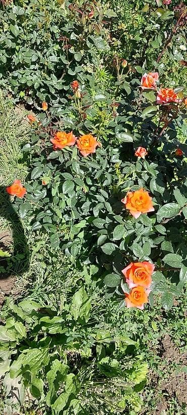 Саженцы — 4