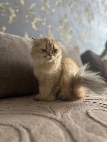 котика: Скотиш Фолд (Шотландская вислоухая), 2 месяца, Мальчик, Золотая шиншилла — 3