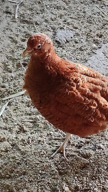 А/ч жаныбарларын сатам: Птицы для приусадебного хозяйства. - Утка с насыщенным тёмно‑зеленым — 9