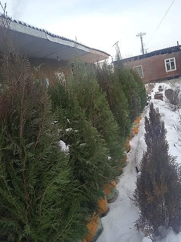 саженцы туя колоновидный: Саженцы деревьев: Туи, Самовывоз — 3