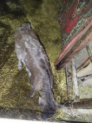 ат тырмо: Продаю | Музоо, торпок | На откорм — 1