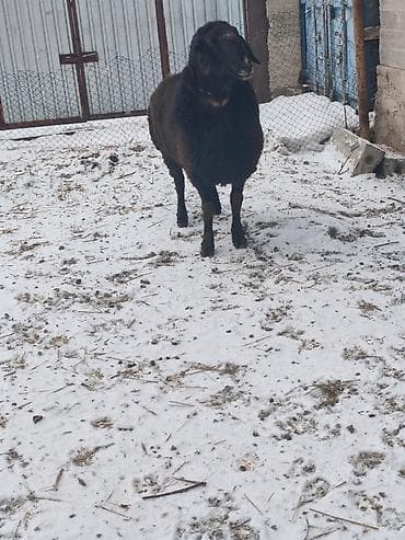 латки для яиц: Продаю | Баран (самец) | Арашан | Для разведения | Племенные, Осеменитель — 5