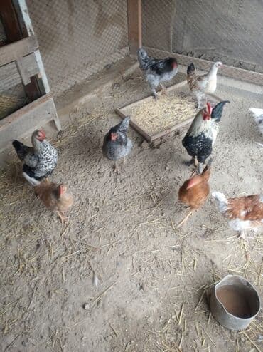 фазан бишкек: Продается домашние куры 13шт окончательная цена 450 — 2