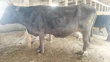 Продаю | Корова (самка) | Для молока | Привязанные at lalafo.kg Продаю | Корова (самка) | Для молока | Привязанные