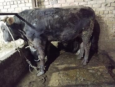 С/х животные и товары: Продаю | Бык (самец) | На откорм | Племенные — 3