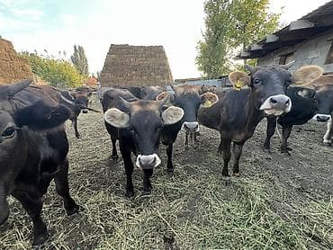 кошки парода: Продаю | Тёлка | Полукровка, Алатауская, Швицкая | На откорм, На забой, Для разведения | Племенные, Не стельные, Отела не было — 5