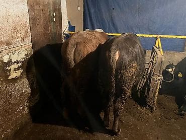 сх животные и товары: Продаю | Бык (самец) | На забой, На откорм — 5