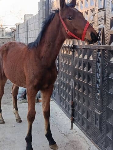 продажа кормов для сельскохозяйственных животных: Продаю | Жеребенок | Конный спорт — 2