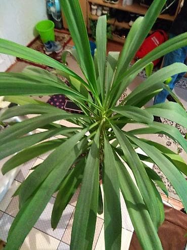 комнатные цветы в бишкеке: Продаю комнатные цветы, цены договорные, очень красивые ухаживала сама — 10