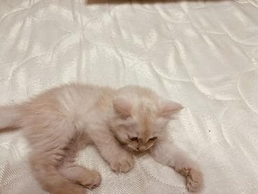 карликовые кошки цена: Отдаю котят в ДОБОЫЕ РУКИ На фото два окраса: - серебристо-тигровый — 4