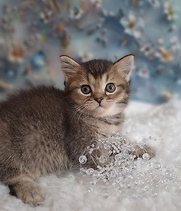 Скотиш Страйт (Шотландская прямоухая), 2 месяца, Мальчик, Приучена к лотку, Проглистована
