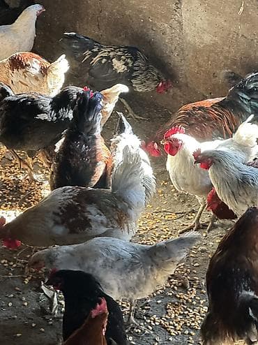 чөп сатылат: Сатам | Тооктор, Короздор | Үй, Кучинская | Союуга, Көбөйтүү үчүн, Жумуртка туудуруу үчүн — 4