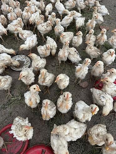 купить сокола в питомнике: Продаю | Цыплята | Бройлерная | На забой — 4