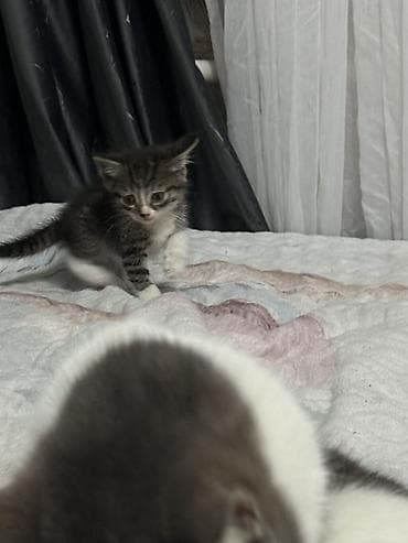 кошк: Котята домашние, короткошёрстные, окрасы: серо-белый биколор и — 4