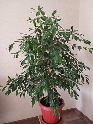 Продам фикус Бенджамина. Высота 140см.
Стоимость 1300с