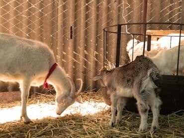 срочно продаю в связи с переездом: Сатам | Эчки (ургаачы) — 27