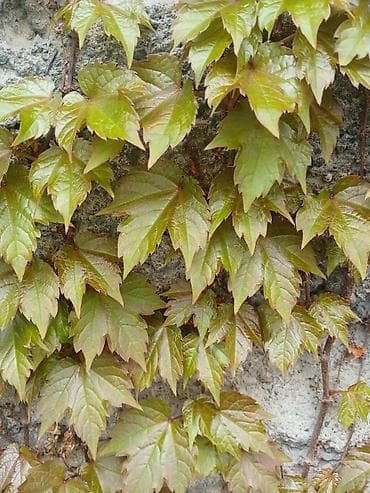 бумажная лоза: Продаю Черенки с корнем от Виноград 'Вичи'. пока что со спящей почкой — 1