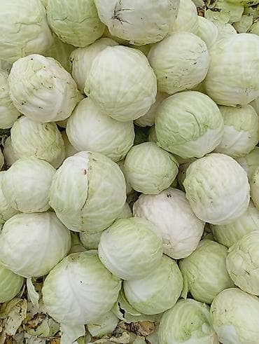 Соусы и специи: Капуста Белокачанная — 1