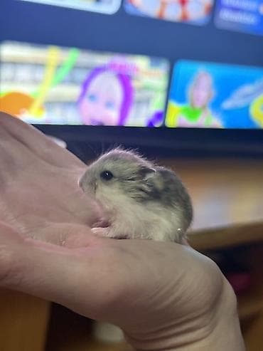 Маленькие хомячки (карликовые/джунгарики) различных окрасов