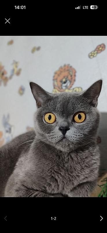 кошка породистые: Срочно ‼️ Британская короткошёрстная кошка, окрас блю (серо-голубой) — 2