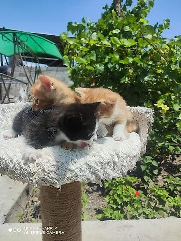 кошки лысые: Шотландская вислоухая кошка с котятами - Порода: шотландская — 6