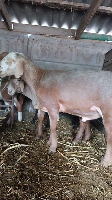 фазаны купить: Продаю | Баран (самец) | Арашан | На забой, Для разведения | Племенные, Осеменитель — 4